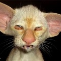 damn_ugly_cats_21