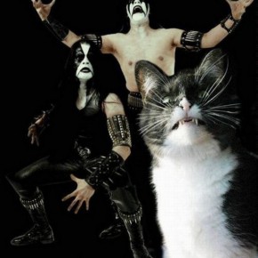 Black metal cat