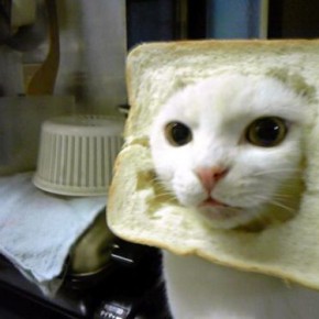 bread cat