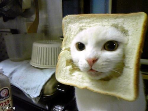 bread cat