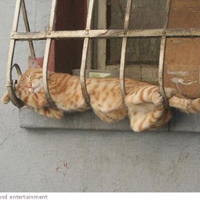 sleeping cats 10