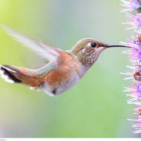 amazing hummingbirds 1