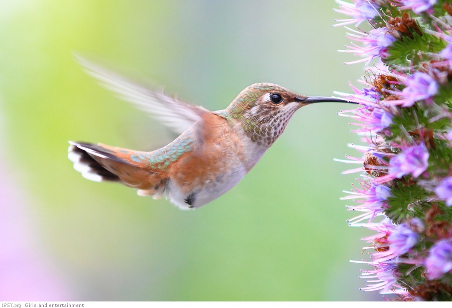 amazing hummingbirds 1