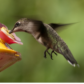 amazing hummingbirds 10