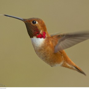 amazing hummingbirds 2