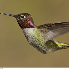 amazing hummingbirds 3