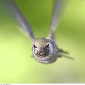 amazing hummingbirds 4