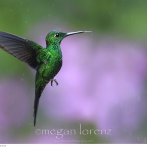 amazing hummingbirds 5