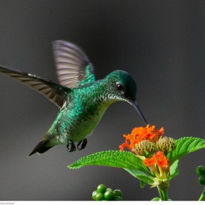 amazing hummingbirds 6