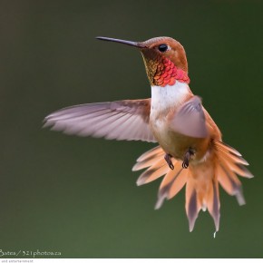 amazing hummingbirds 7