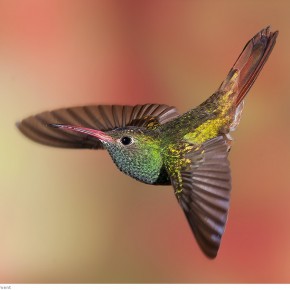 amazing hummingbirds 8