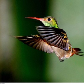 amazing hummingbirds 9