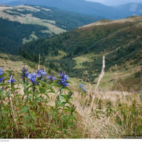 beauty of carpathians 11