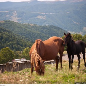 beauty of carpathians 2