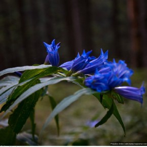 beauty of carpathians 49