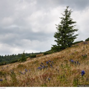 beauty of carpathians 9