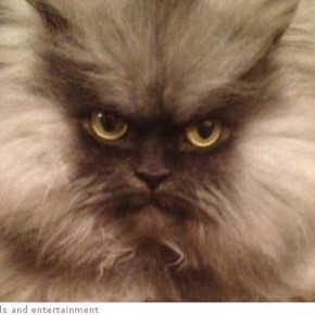 colonel meow 0