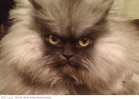 colonel meow 0