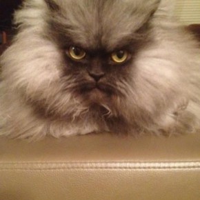 colonel meow 1