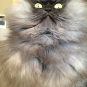 colonel meow 10