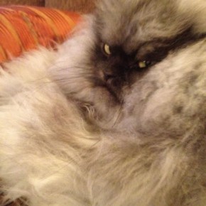 colonel meow 11