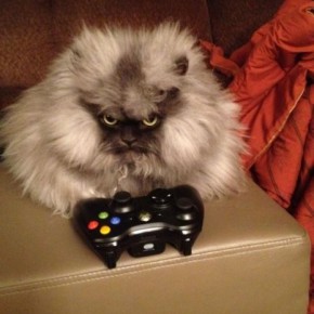 colonel meow 13