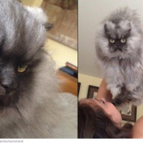 colonel meow 14