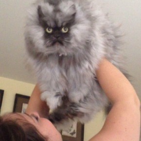 colonel meow 2