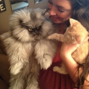 colonel meow 3