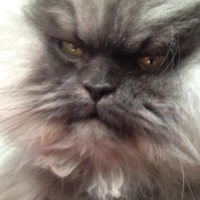 colonel meow 9