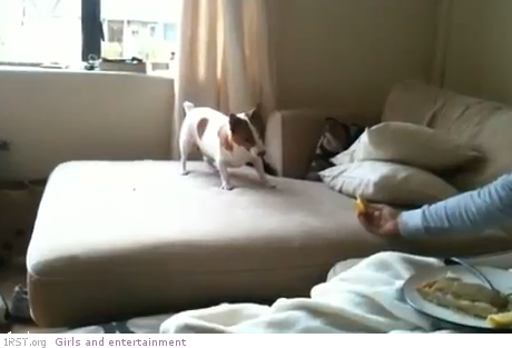 dog vs lemon