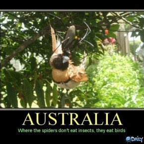 meanwhile in australia 5