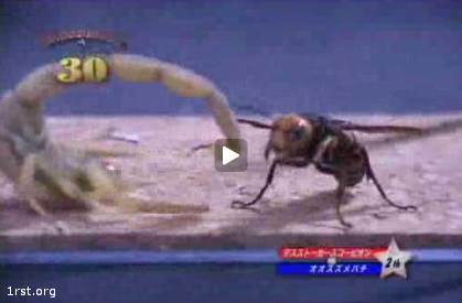 scorpion vs hornet