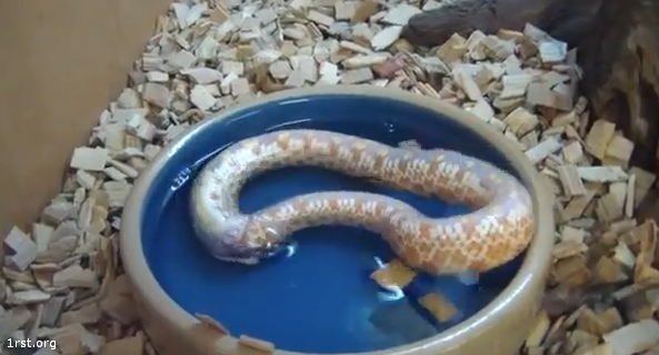 snake eats itself