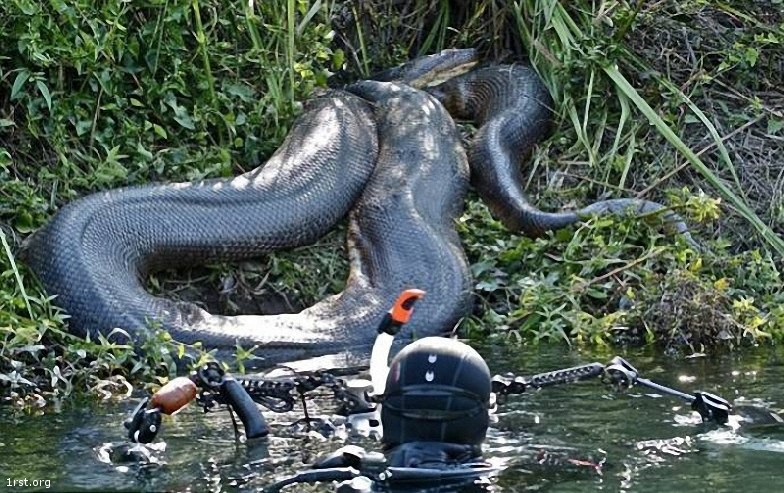 biggest anaconda 1