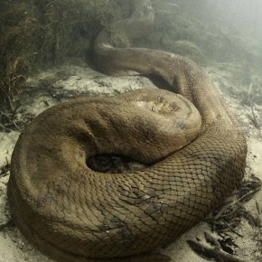 biggest anaconda 6