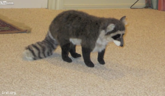 cat vs racoon