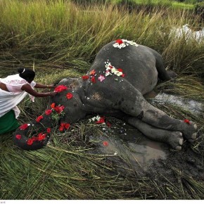 associated press photos of 2012 28