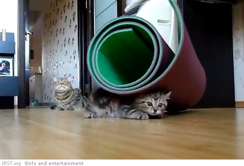 funny cats videos