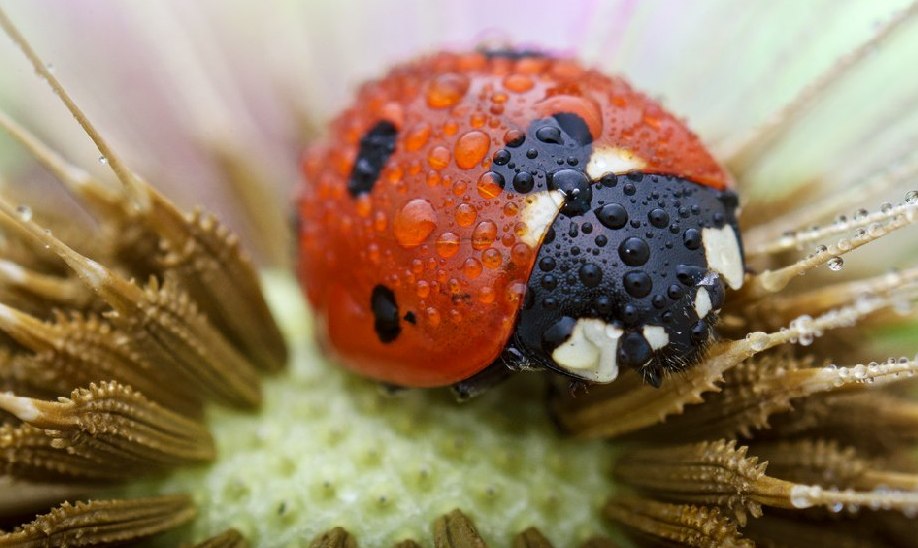 awesome macro photos 0