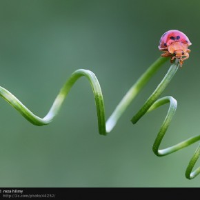 awesome macro photos am