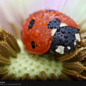 awesome macro photos b