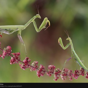 awesome macro photos z