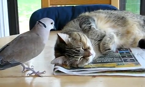 bird annoing cat