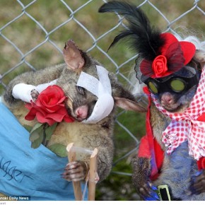 nz dead dressed opossum a