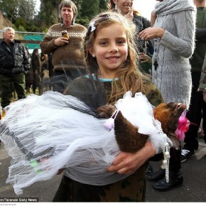 nz dead dressed opossum g