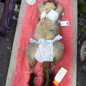 nz dead dressed opossum i