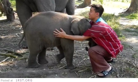 baby elephant