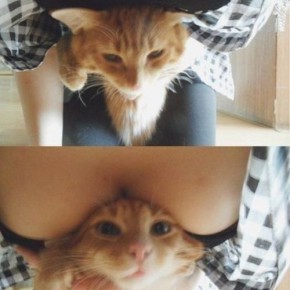 cats vs tits 10