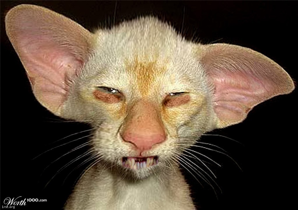 Ugly Cat Head